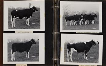 (COWS) Album titled Otco Farms, Strongsville, Ohio, Pure Bred Holsteins with approximately 57 photographs.